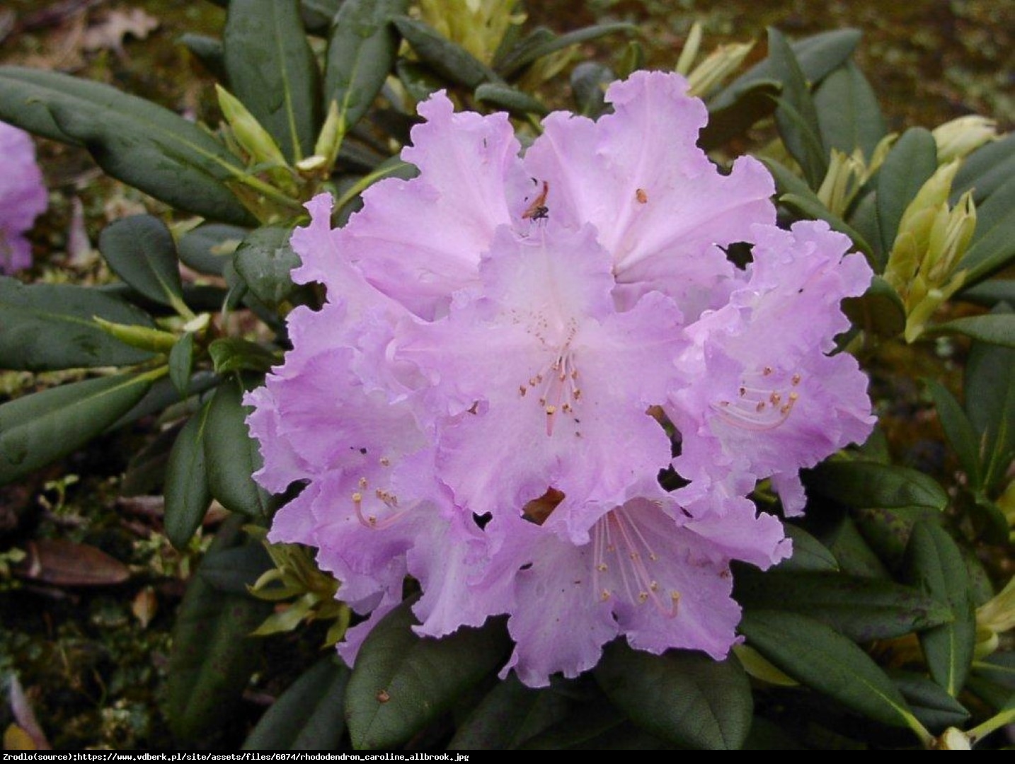 Różanecznik Caroline Allbrook - Rhododendron Caroline Allbrook