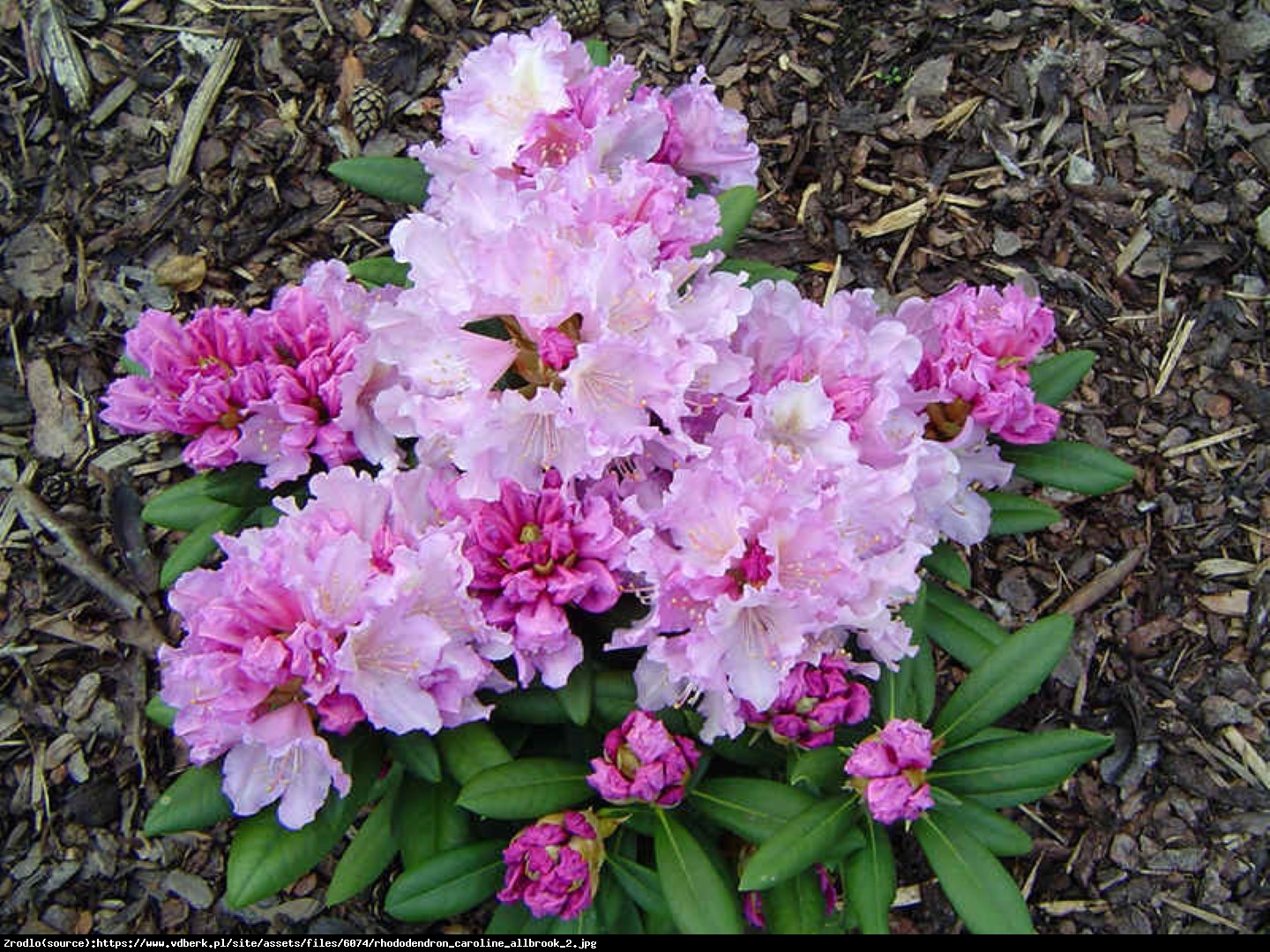 Różanecznik Caroline Allbrook - Rhododendron Caroline Allbrook