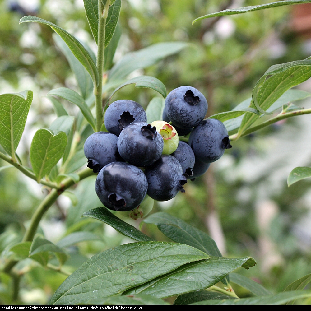 Borówka amerykańska Duke 2letnia - Vaccinium corymbosum