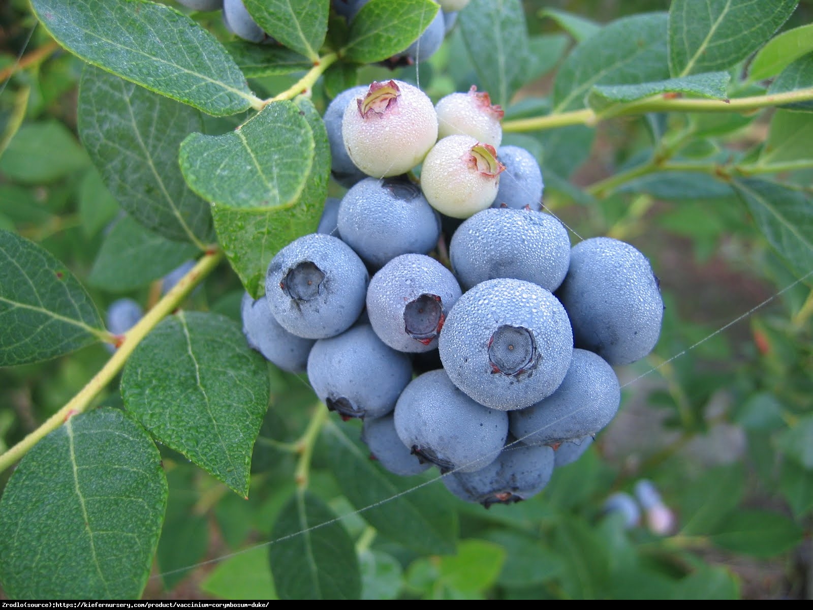 Borówka amerykańska Duke 2letnia - Vaccinium corymbosum