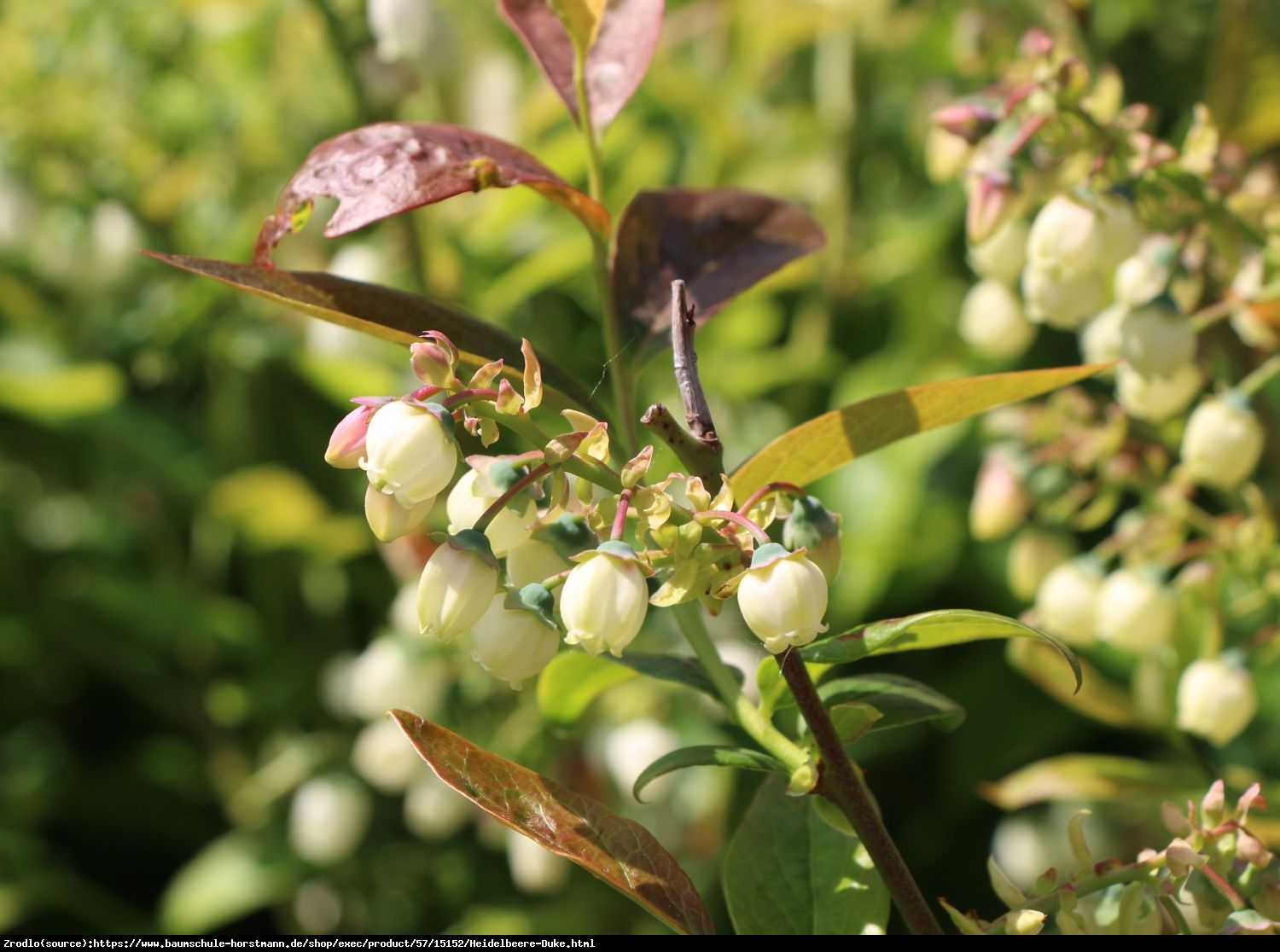 Borówka amerykańska Duke 2letnia - Vaccinium corymbosum