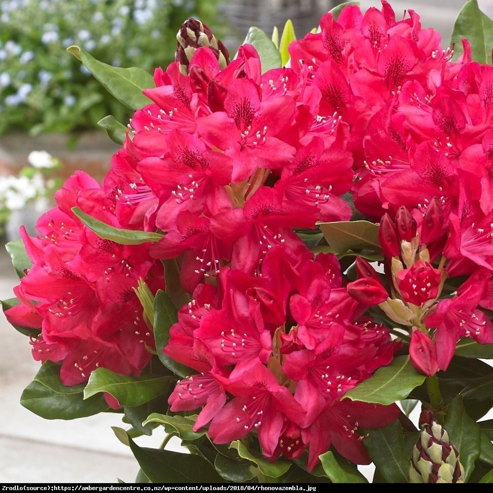 Różanecznik Nova Zembla - Rhododendron Nova Zembla