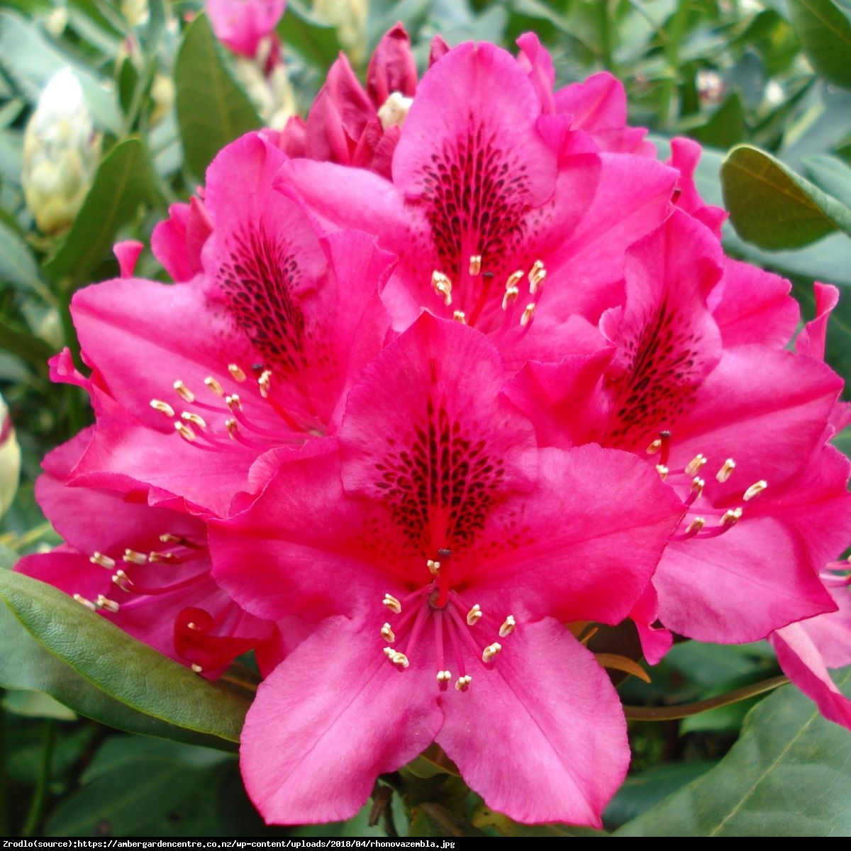 Różanecznik Nova Zembla - Rhododendron Nova Zembla