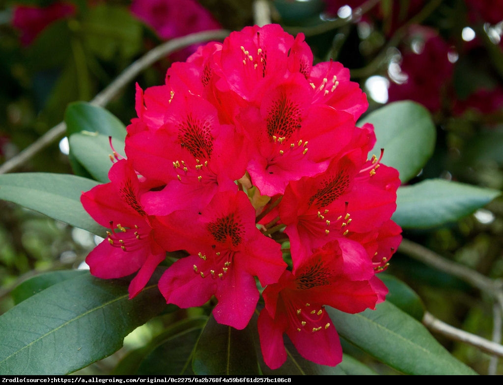 Różanecznik Dotella - Rhododendron Dotella