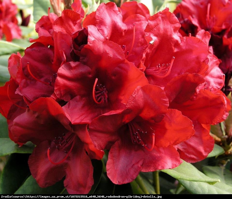 Różanecznik Dotella - Rhododendron Dotella