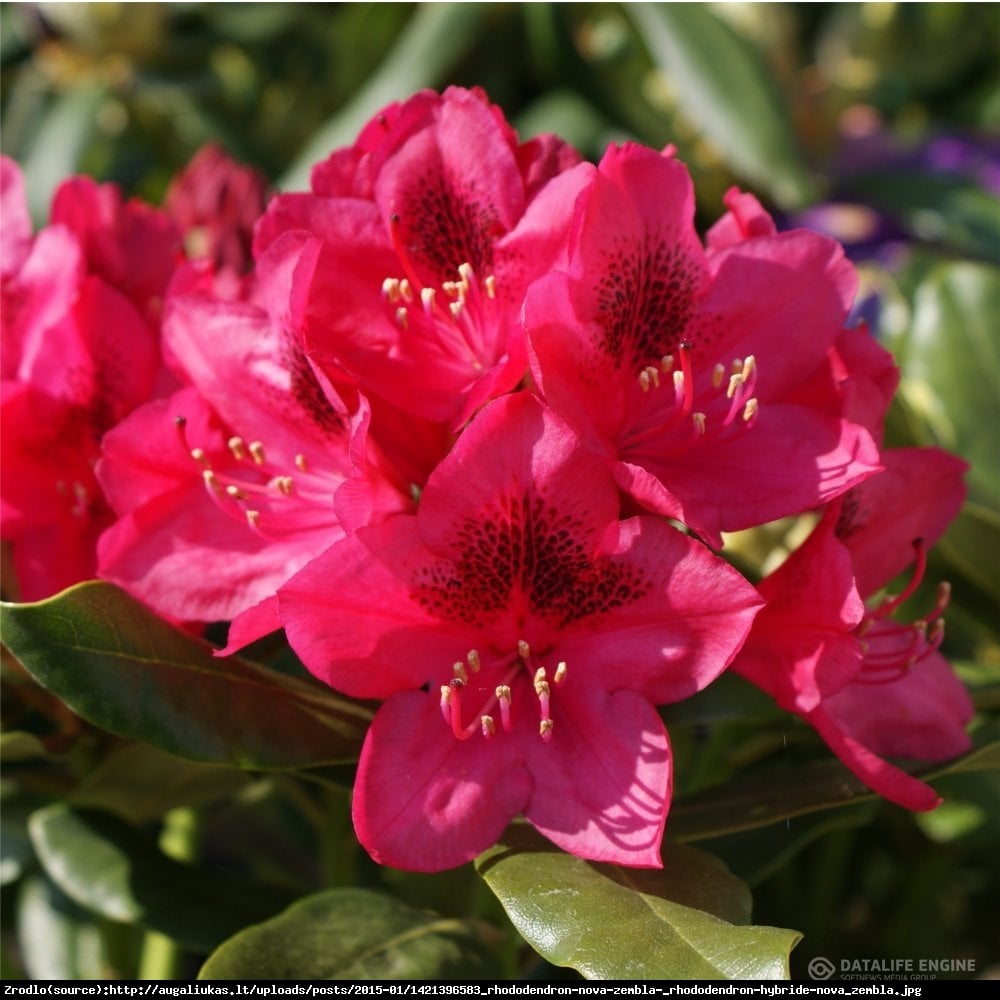 Różanecznik Dotella - Rhododendron Dotella