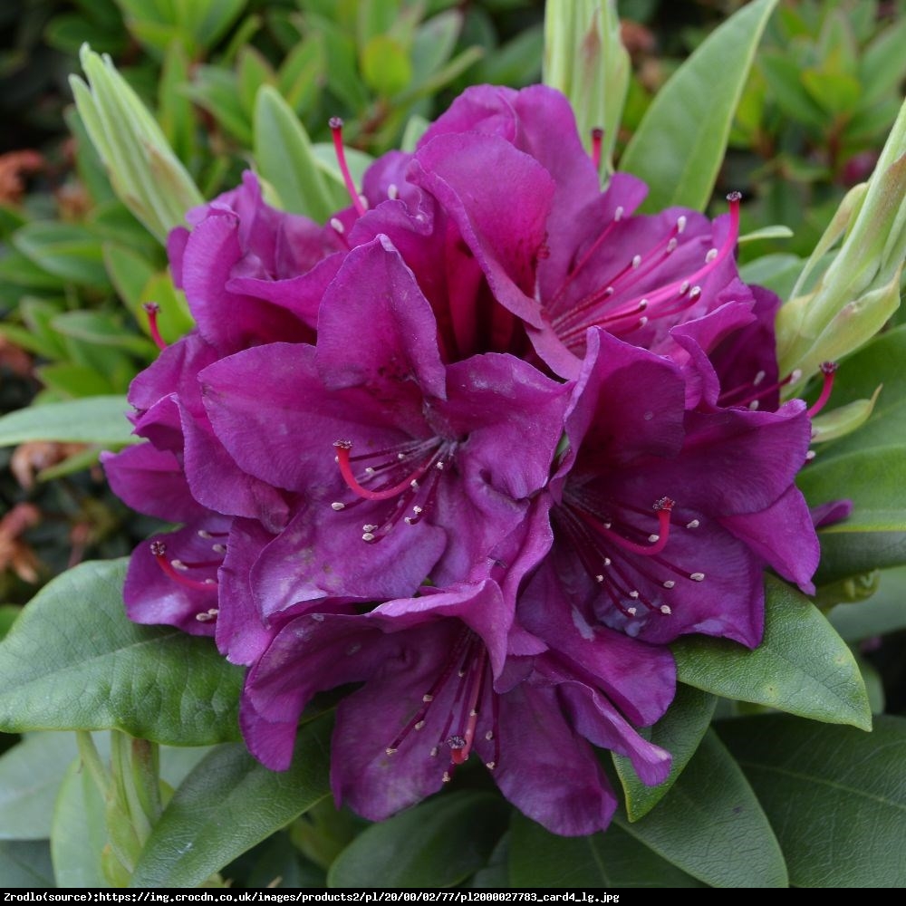 Różanecznik Polarnacht - Rhododendron Polarnacht