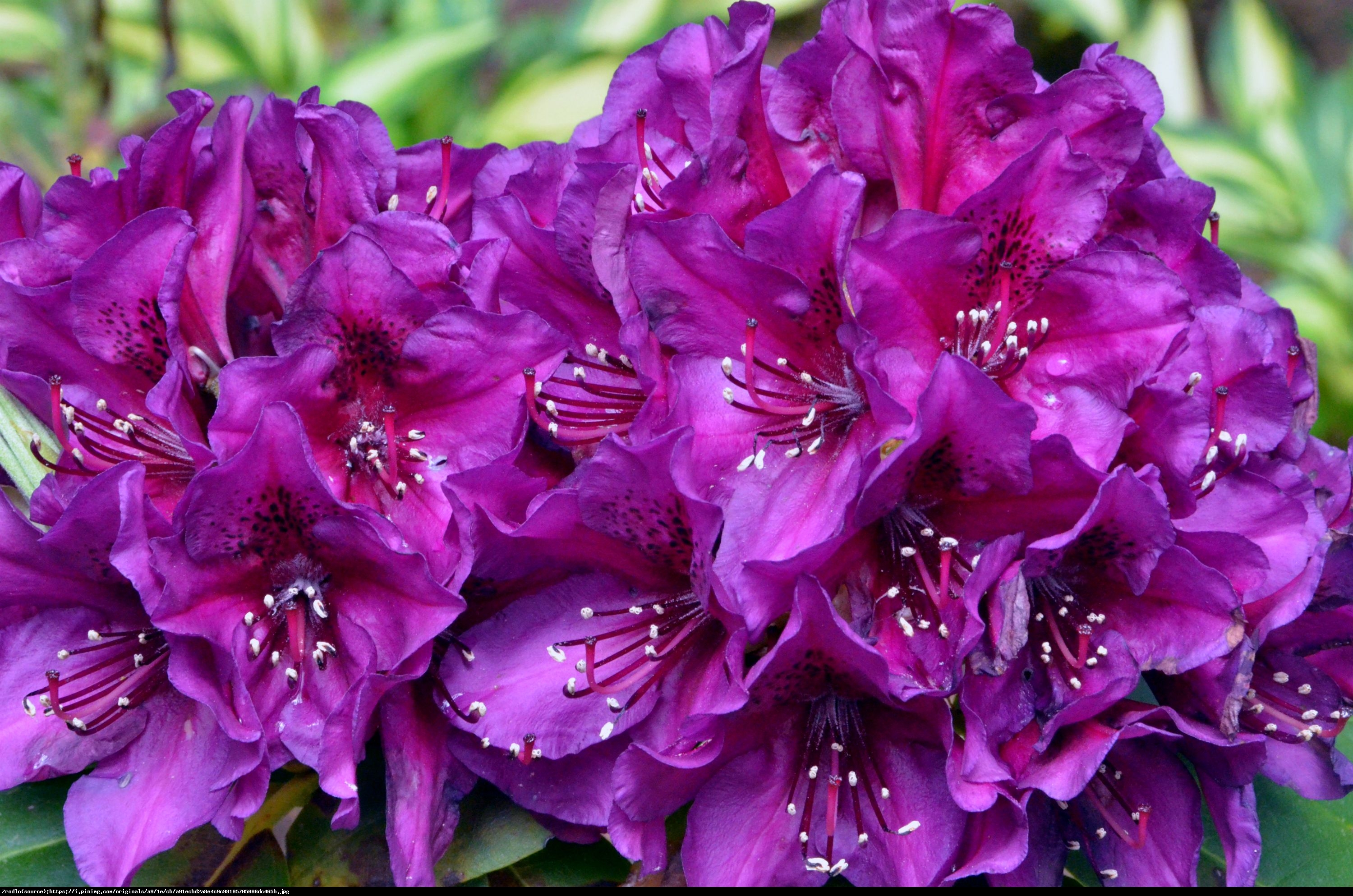 Różanecznik Polarnacht - Rhododendron Polarnacht