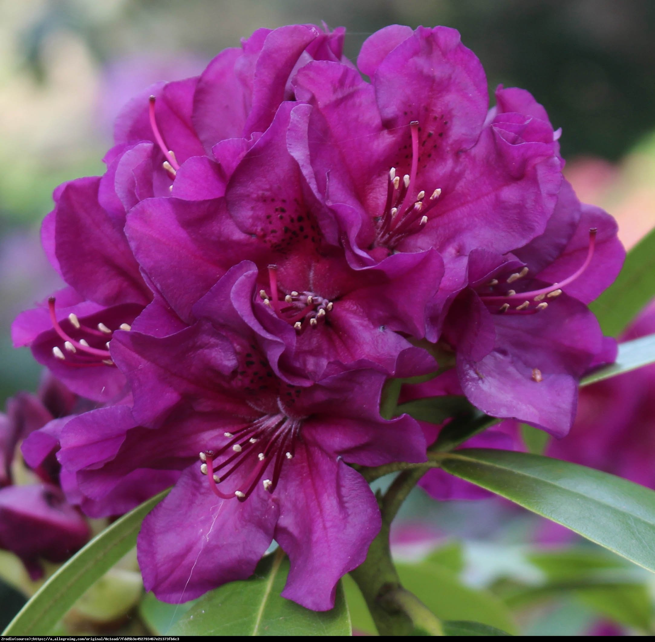 Różanecznik Polarnacht - Rhododendron Polarnacht