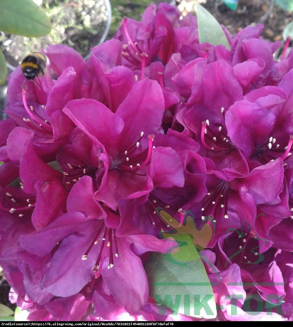 Różanecznik Kali - Rhododendron Kali