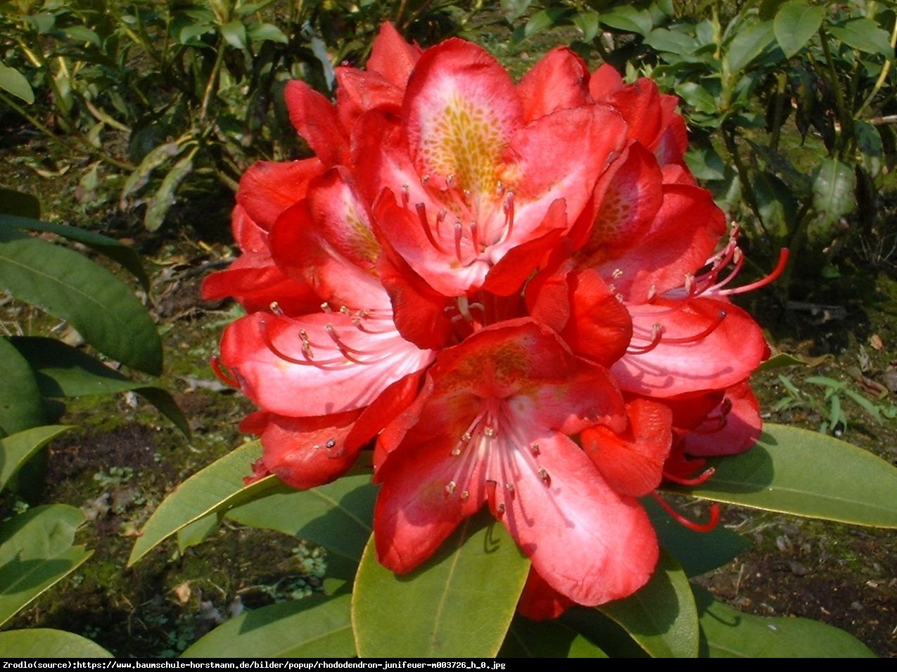 Różanecznik Junifeuer - Rhododendron Junifeuer