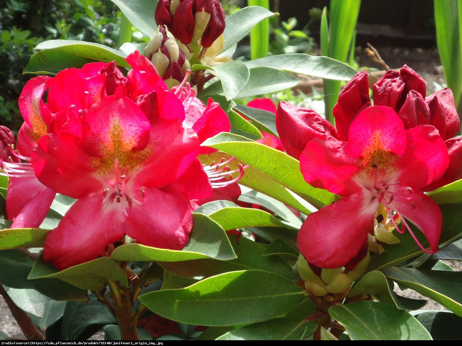 Różanecznik Junifeuer - Rhododendron Junifeuer