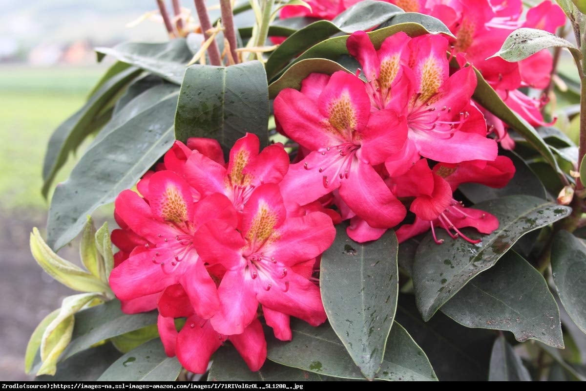 Różanecznik Junifeuer - Rhododendron Junifeuer