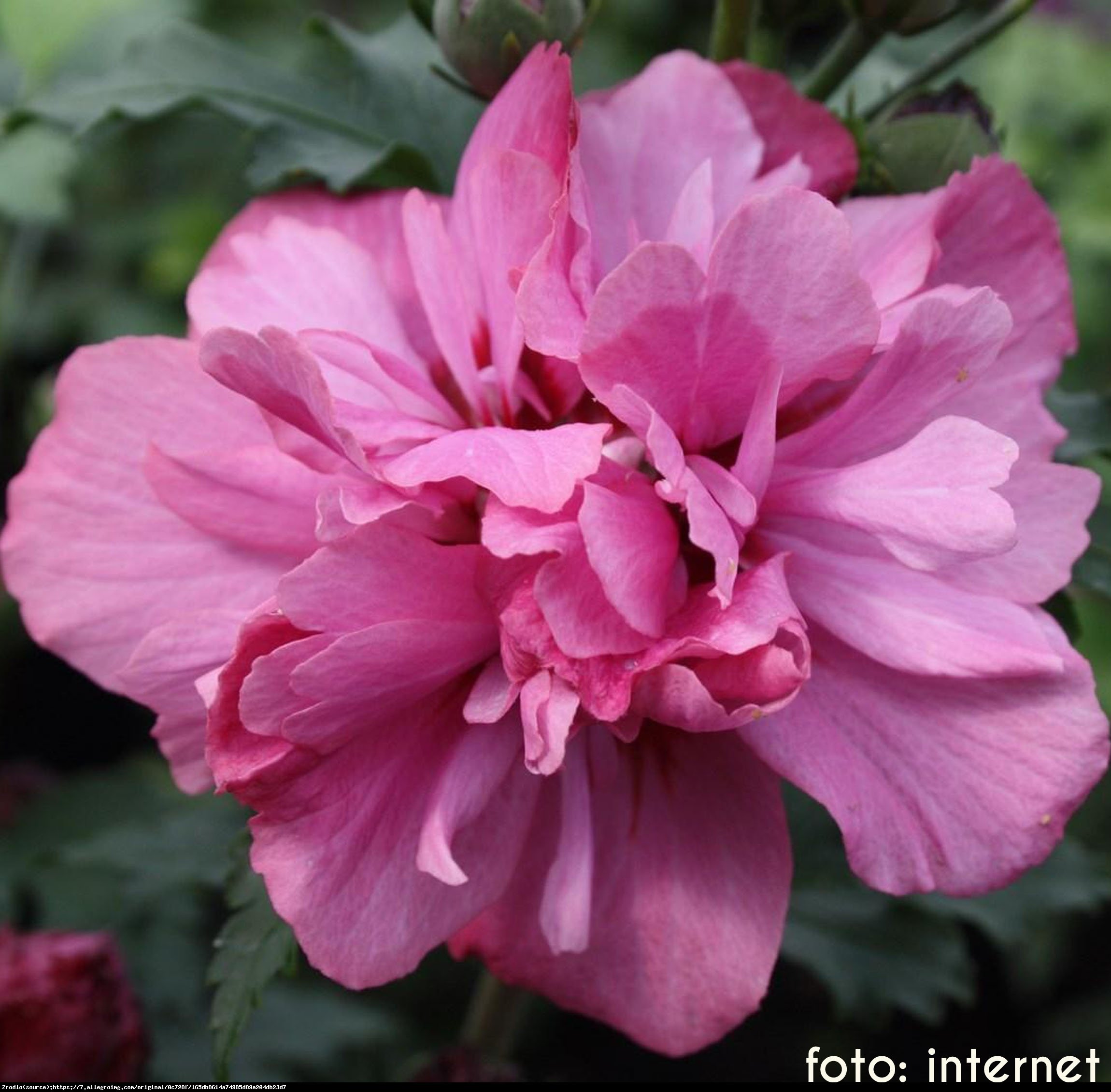 Hibiskus Ketmia syryjska Duc de Brabant - Hibiscus syriacus Duc de Brabant