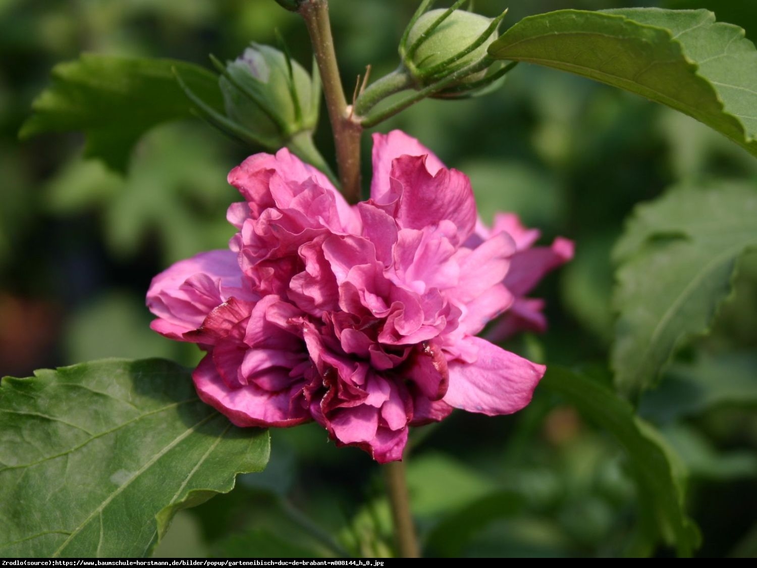 Hibiskus Ketmia syryjska Duc de Brabant - Hibiscus syriacus Duc de Brabant