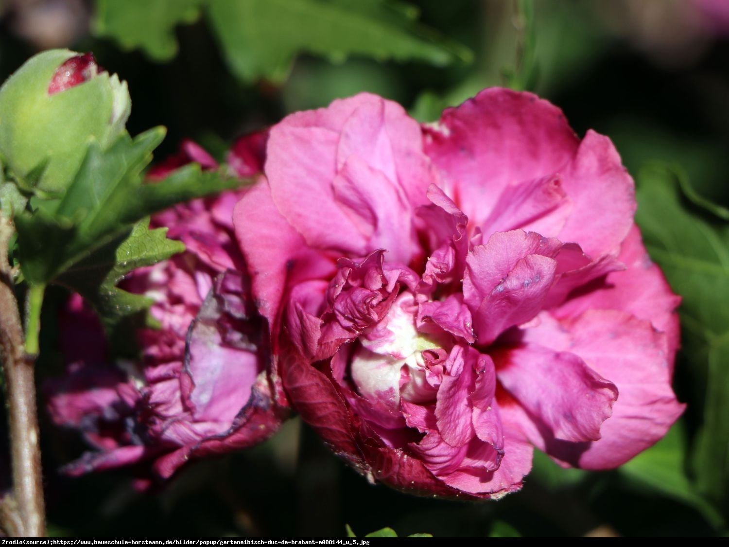 Hibiskus Ketmia syryjska Duc de Brabant - Hibiscus syriacus Duc de Brabant