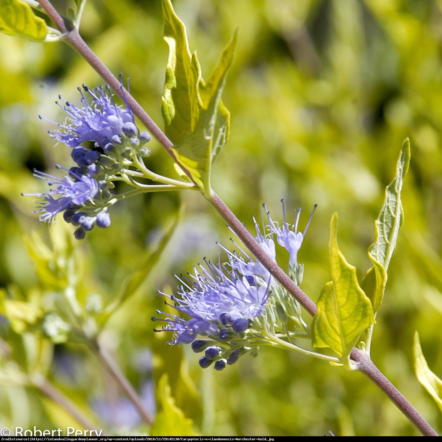 Barbula klandońska Worcester Gold - Caryopteris clandonensis Worcester Gold