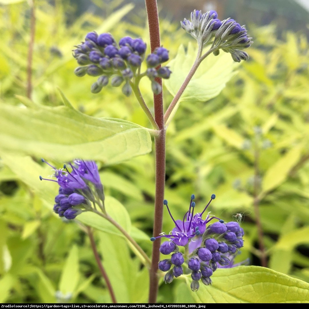 Barbula klandońska Worcester Gold - Caryopteris clandonensis Worcester Gold