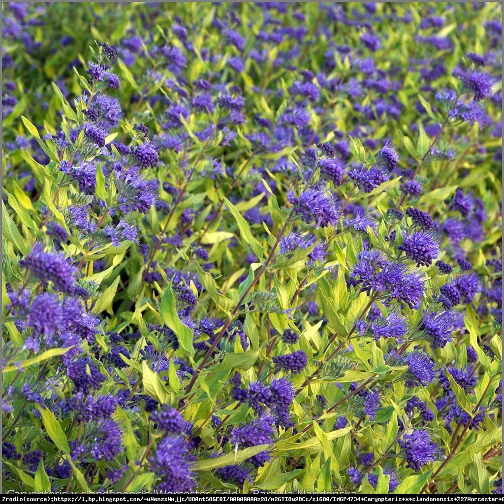 Barbula klandońska Worcester Gold - Caryopteris clandonensis Worcester Gold