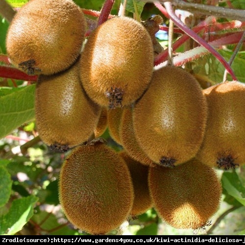 Mini Kiwi Aktinidia Zakarpacie - duży owoc, samopylna - Actinidia hybr. Zakarpacie