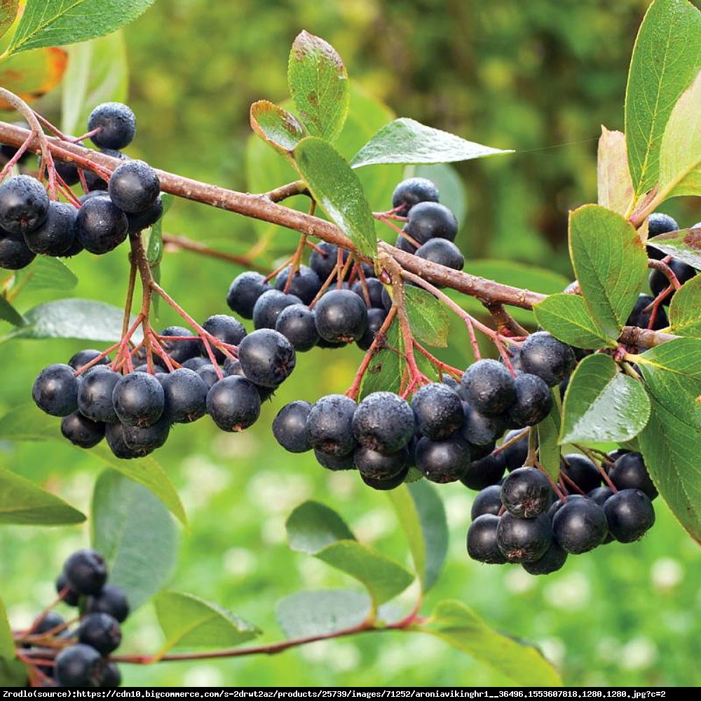 Aronia Viking - Aronia x prunifolia Viking