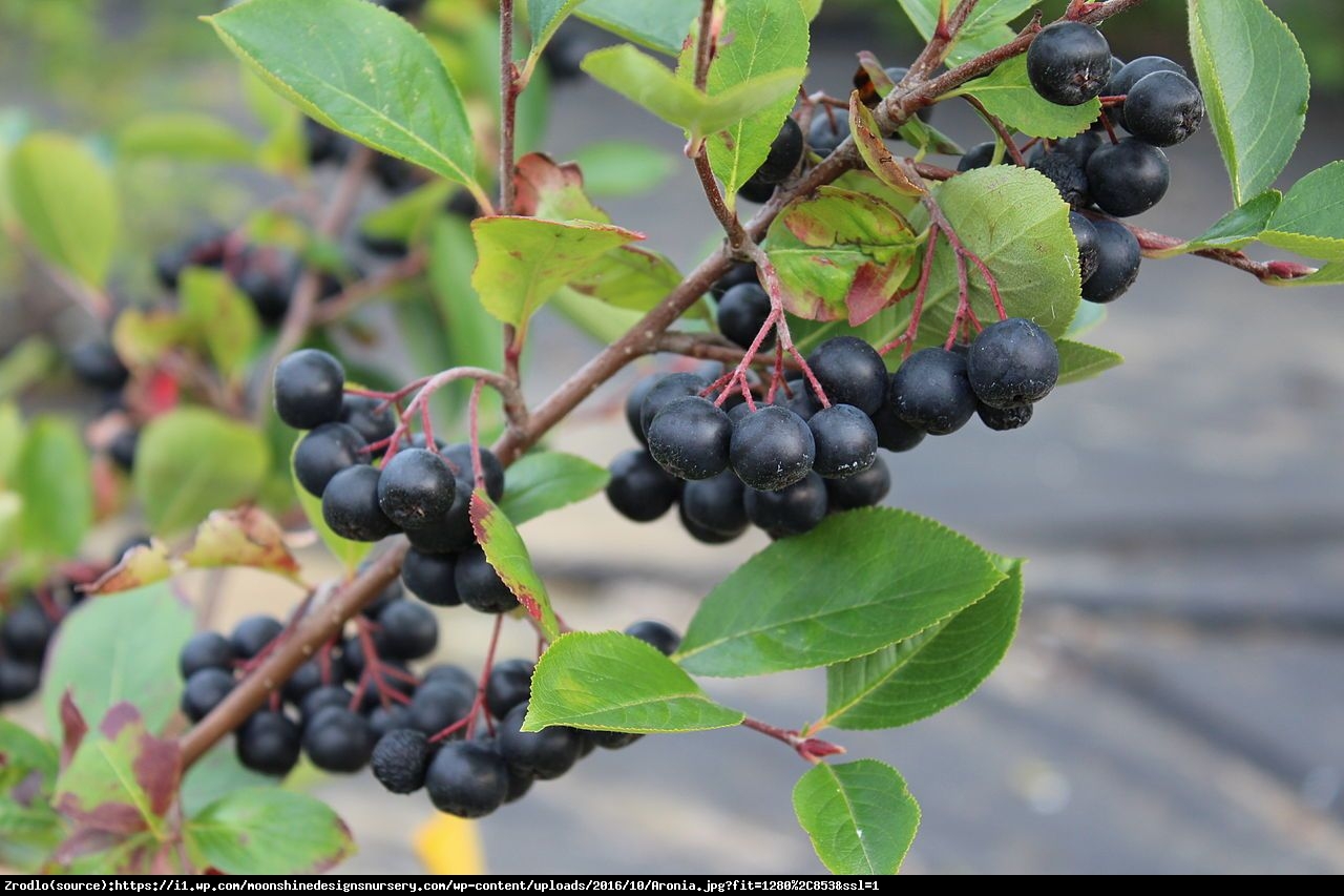 Aronia Viking - Aronia x prunifolia Viking