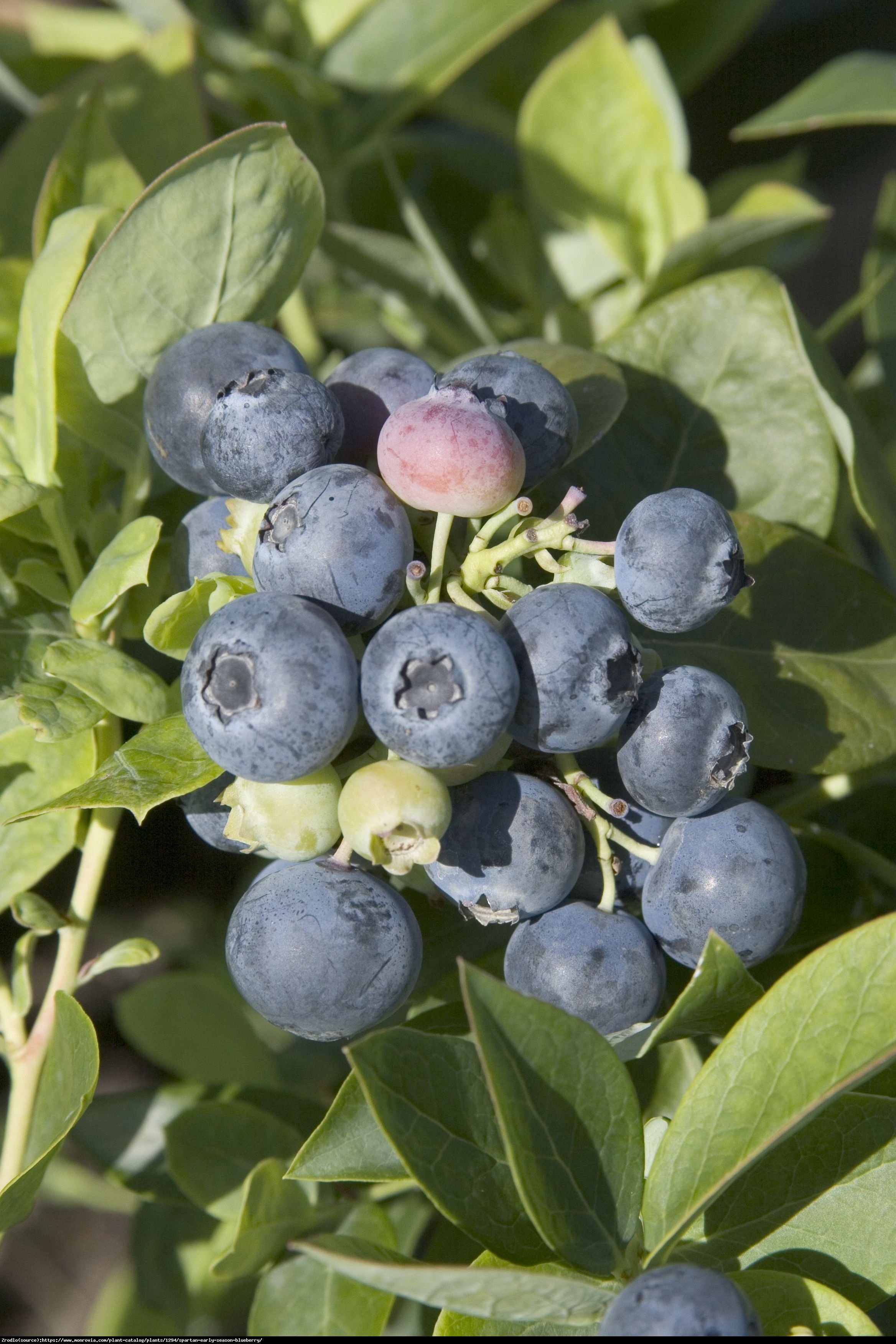 Borówka amerykańska Spartan 2letnia - Vaccinium corymbosum