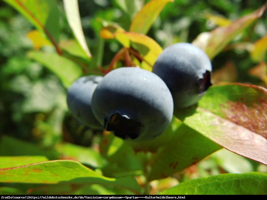 Borówka amerykańska Spartan 2letnia - Vaccinium corymbosum