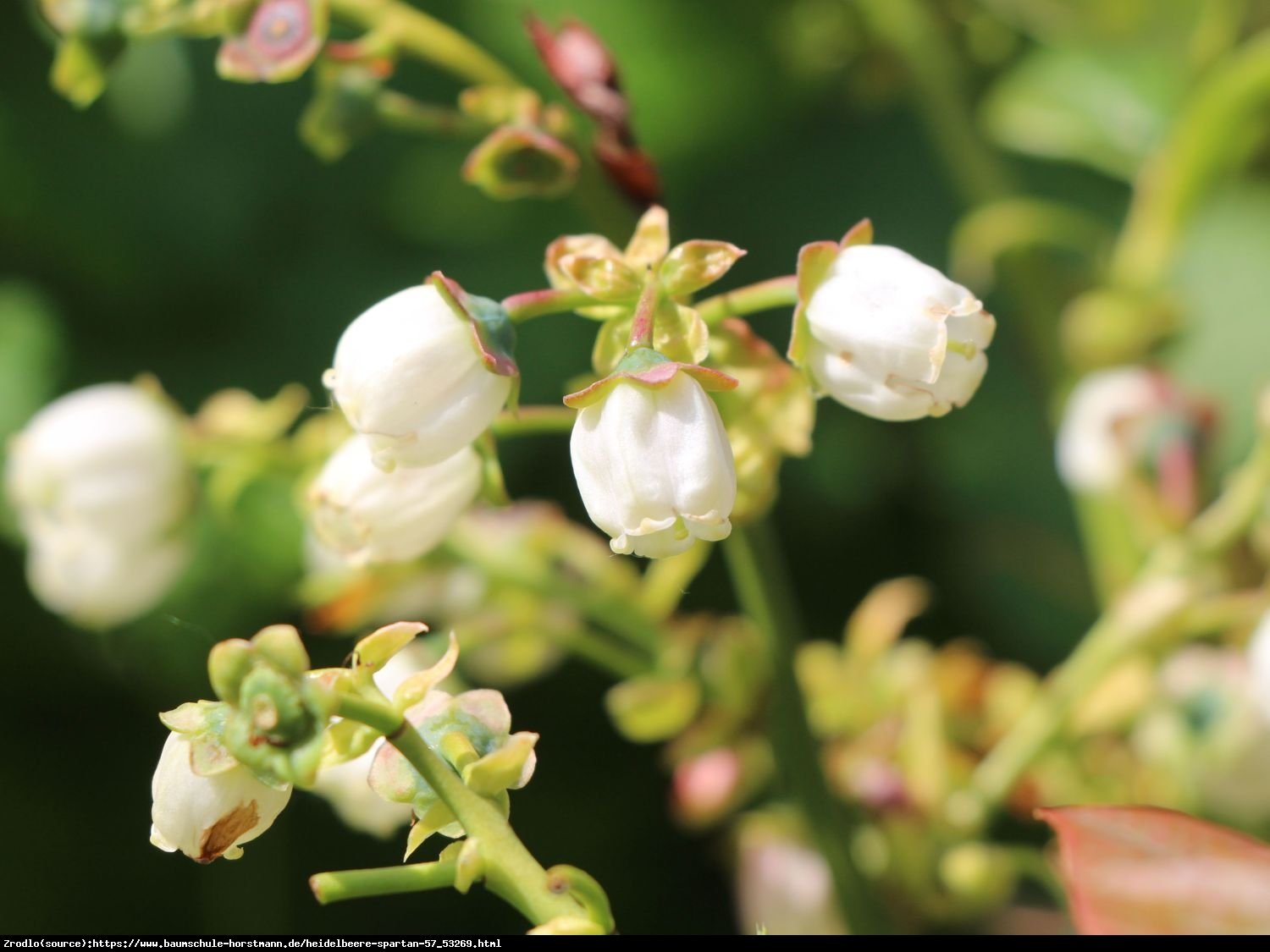 Borówka amerykańska Spartan 2letnia - Vaccinium corymbosum