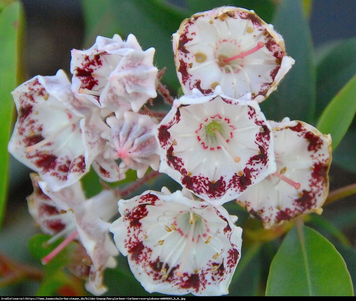 Kalmia Ginkona - Kalmia Ginkona