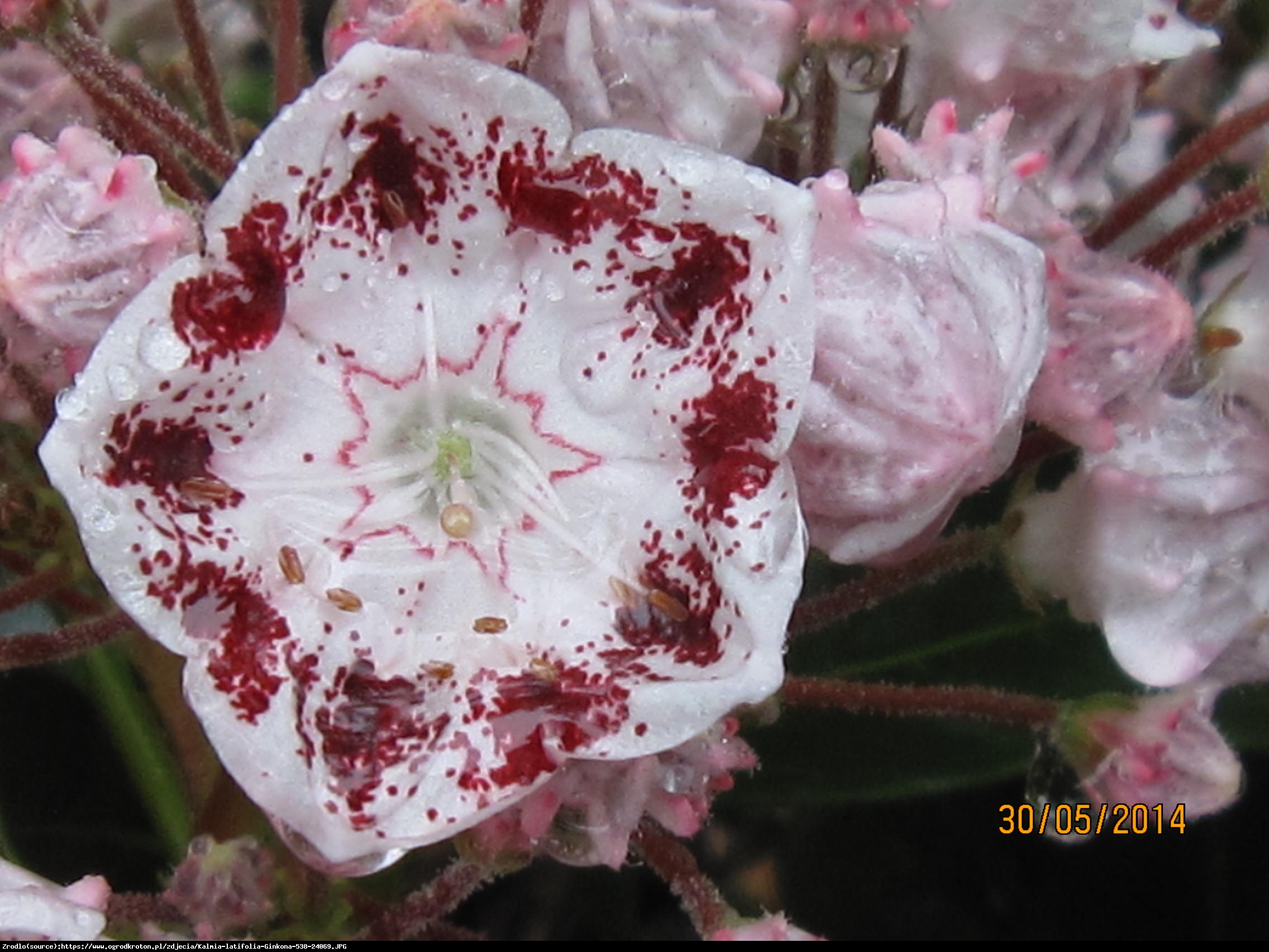 Kalmia Ginkona - Kalmia Ginkona