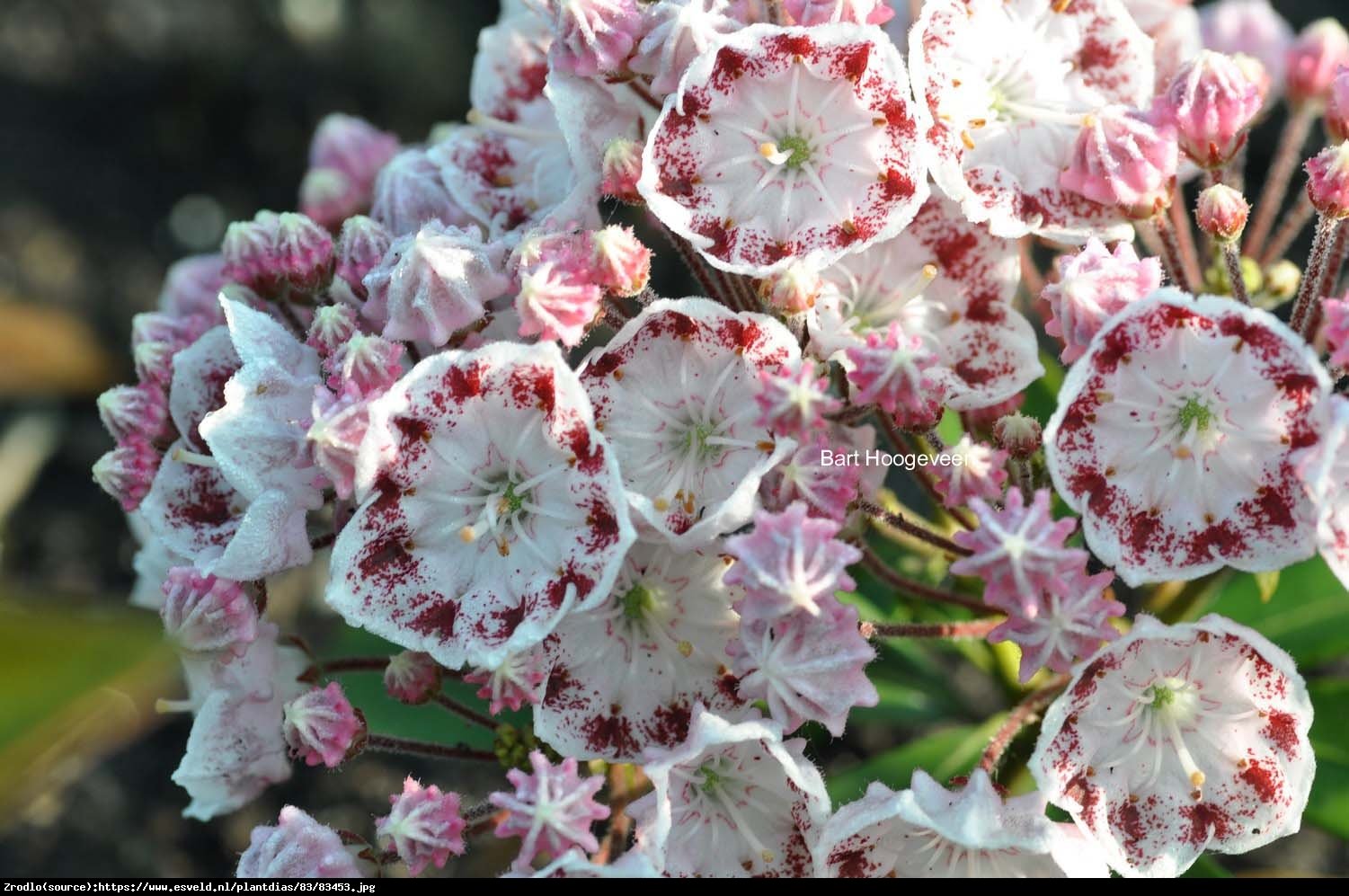 Kalmia Ginkona - Kalmia Ginkona