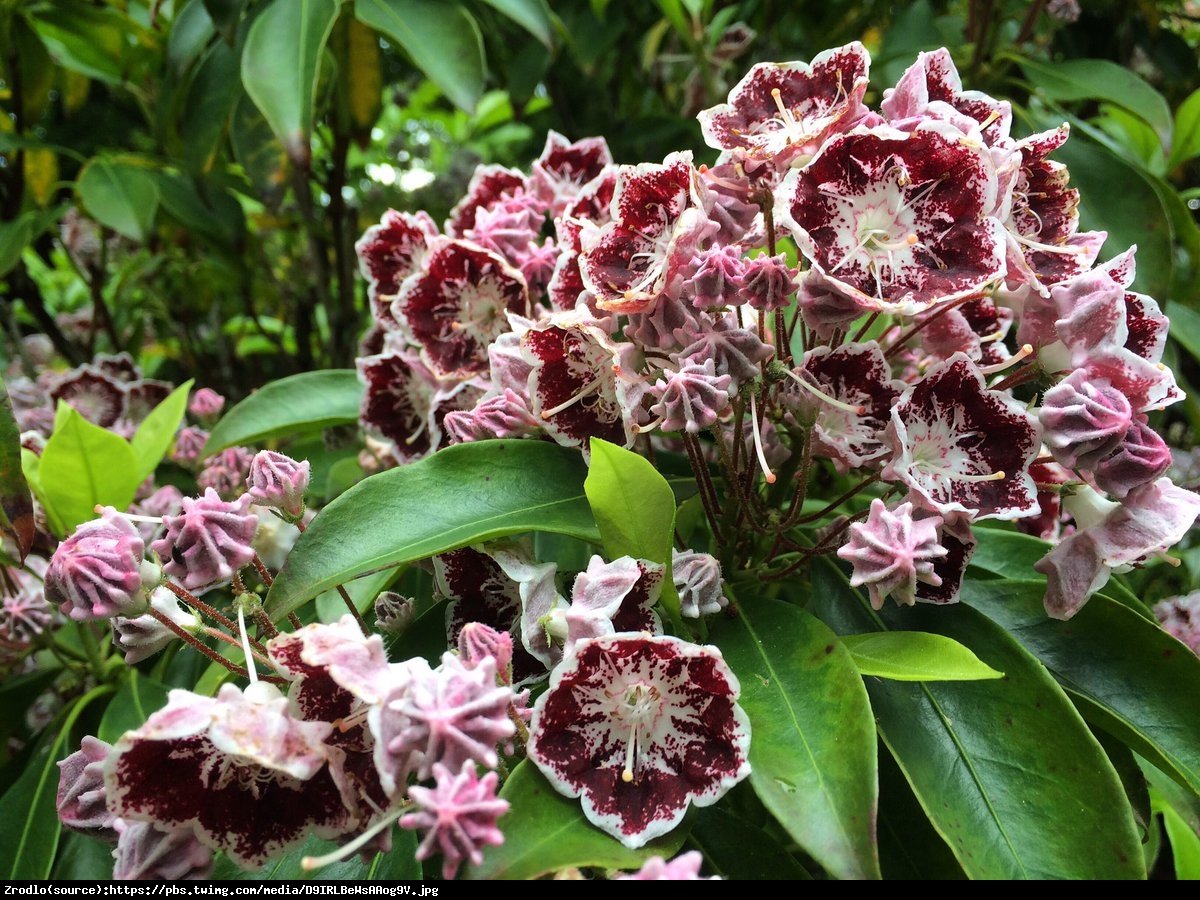 Kalmia Ginkona - Kalmia Ginkona