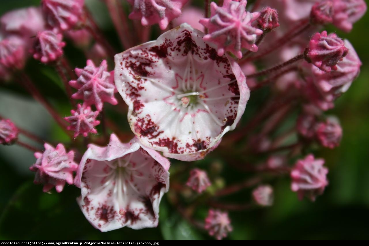 Kalmia Ginkona - Kalmia Ginkona