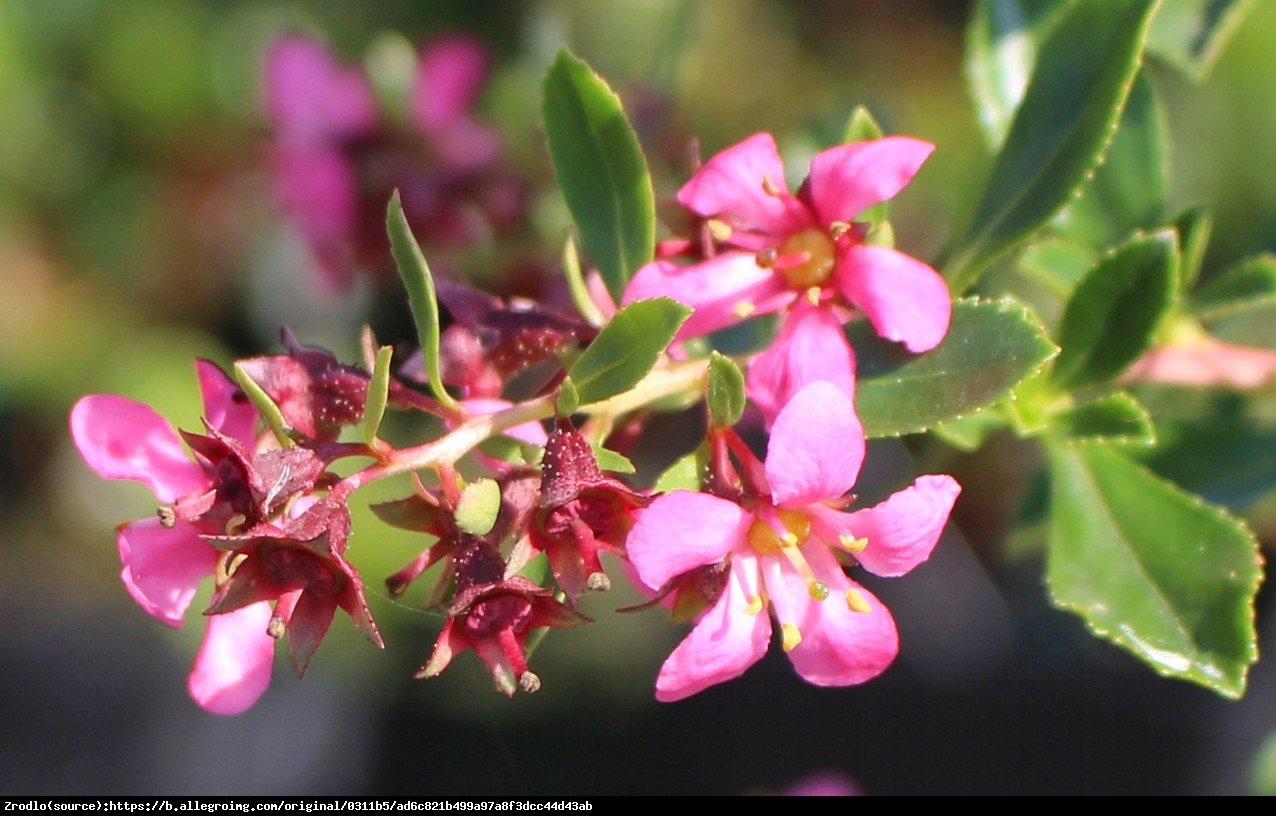 Eskalonia Darts Rosy - ESCALLONIA Darts Rosy