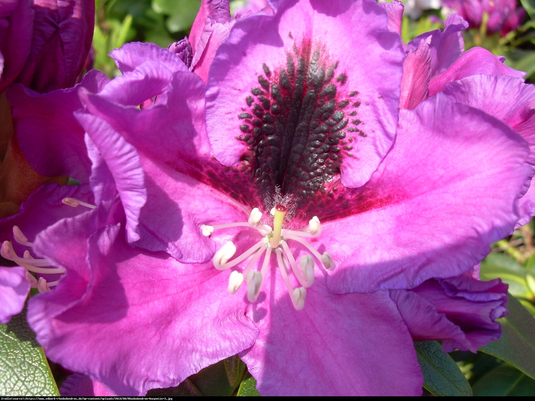 Różanecznik  Rasputin  - Rhododendron  Rasputin 