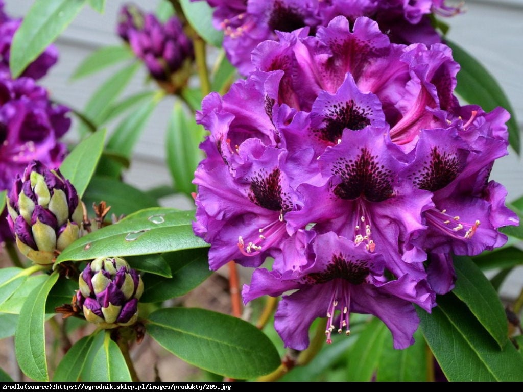 Różanecznik  Rasputin  - Rhododendron  Rasputin 