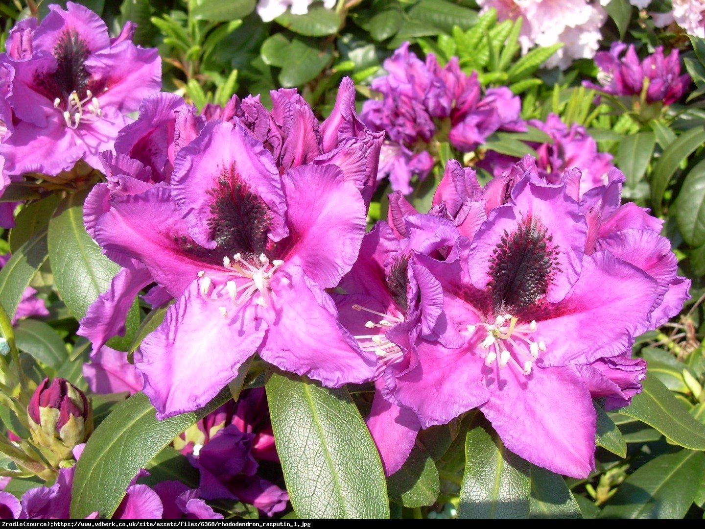 Różanecznik  Rasputin  - Rhododendron  Rasputin 