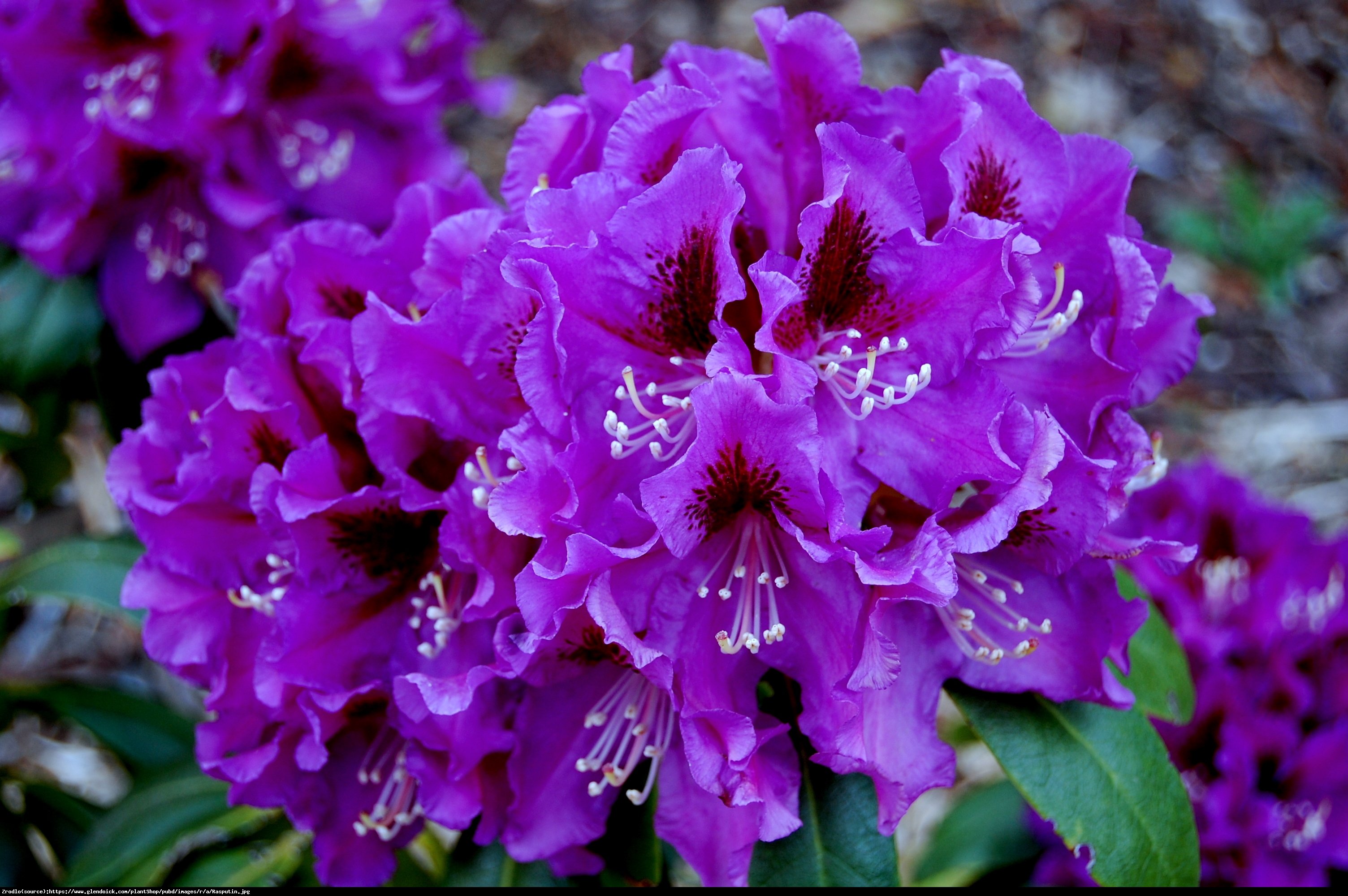 Różanecznik  Rasputin  - Rhododendron  Rasputin 