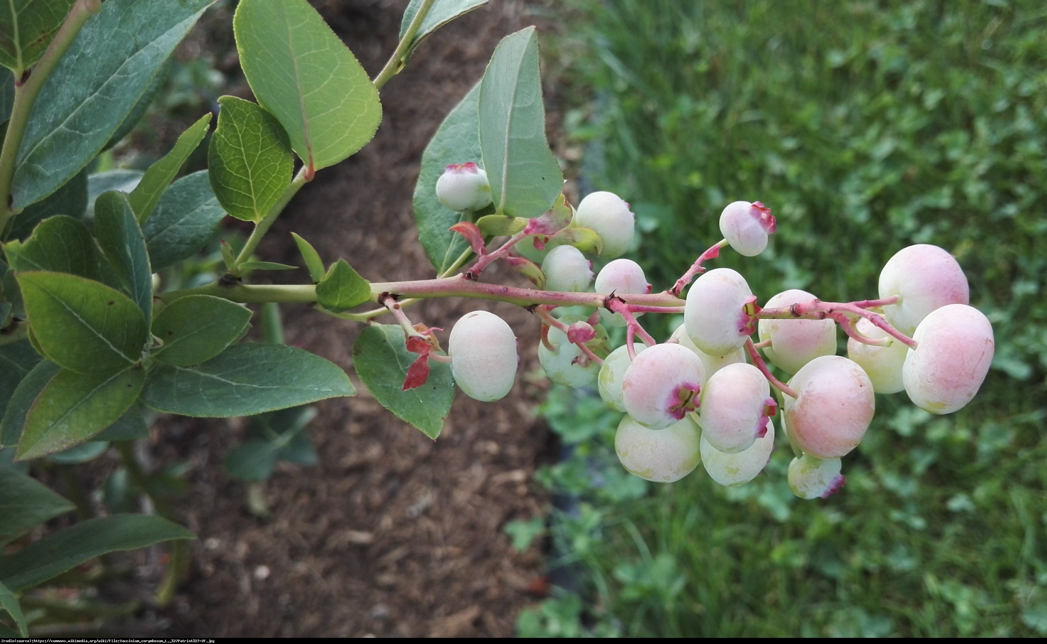 Borówka amerykańska Patriot 2letnia - Vaccinium corymbosum