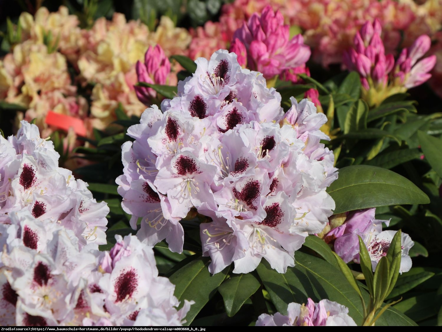 Różanecznik  Calsap  - Rhododendron  Calsap 