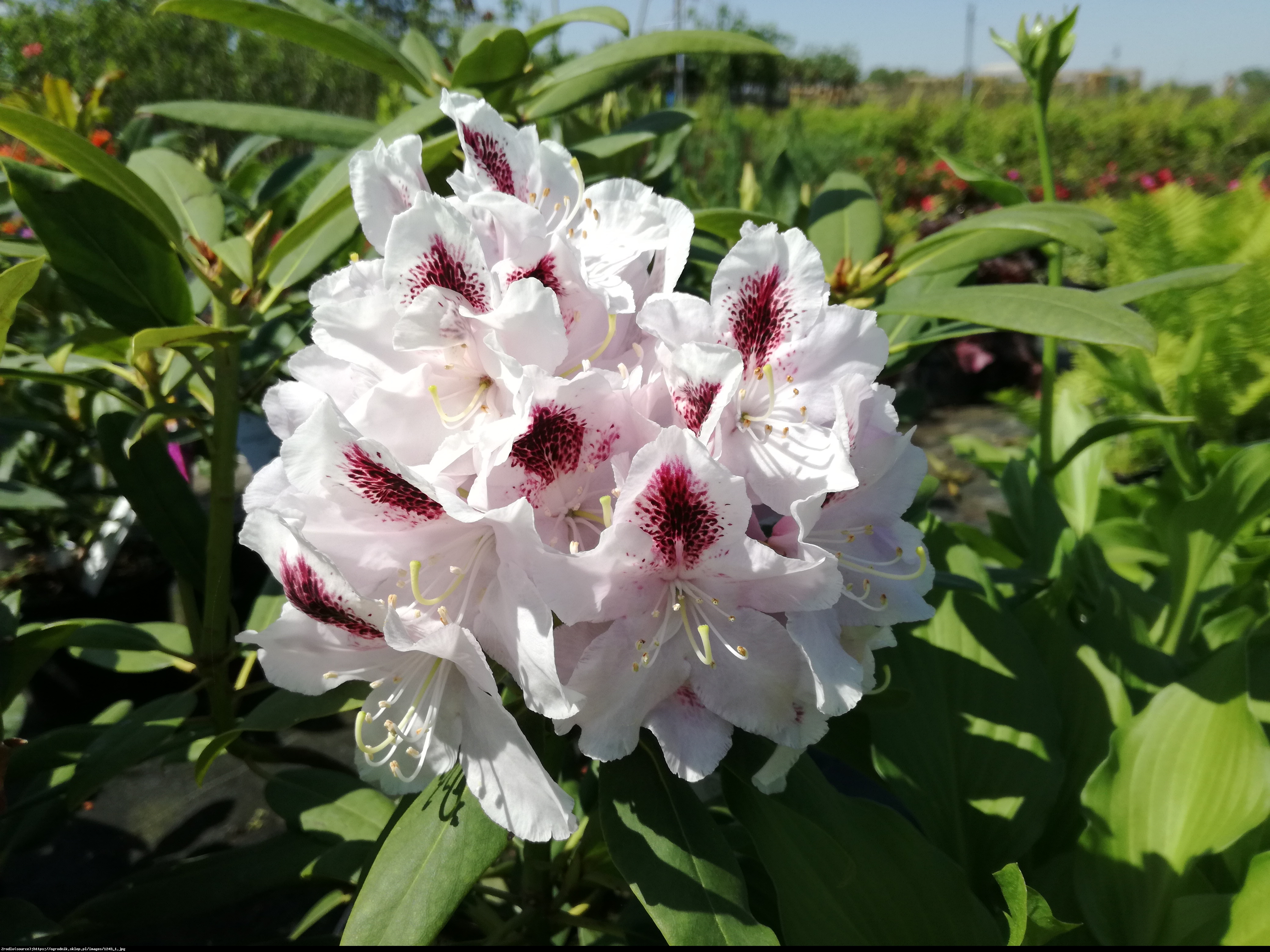 Różanecznik  Calsap  - Rhododendron  Calsap 