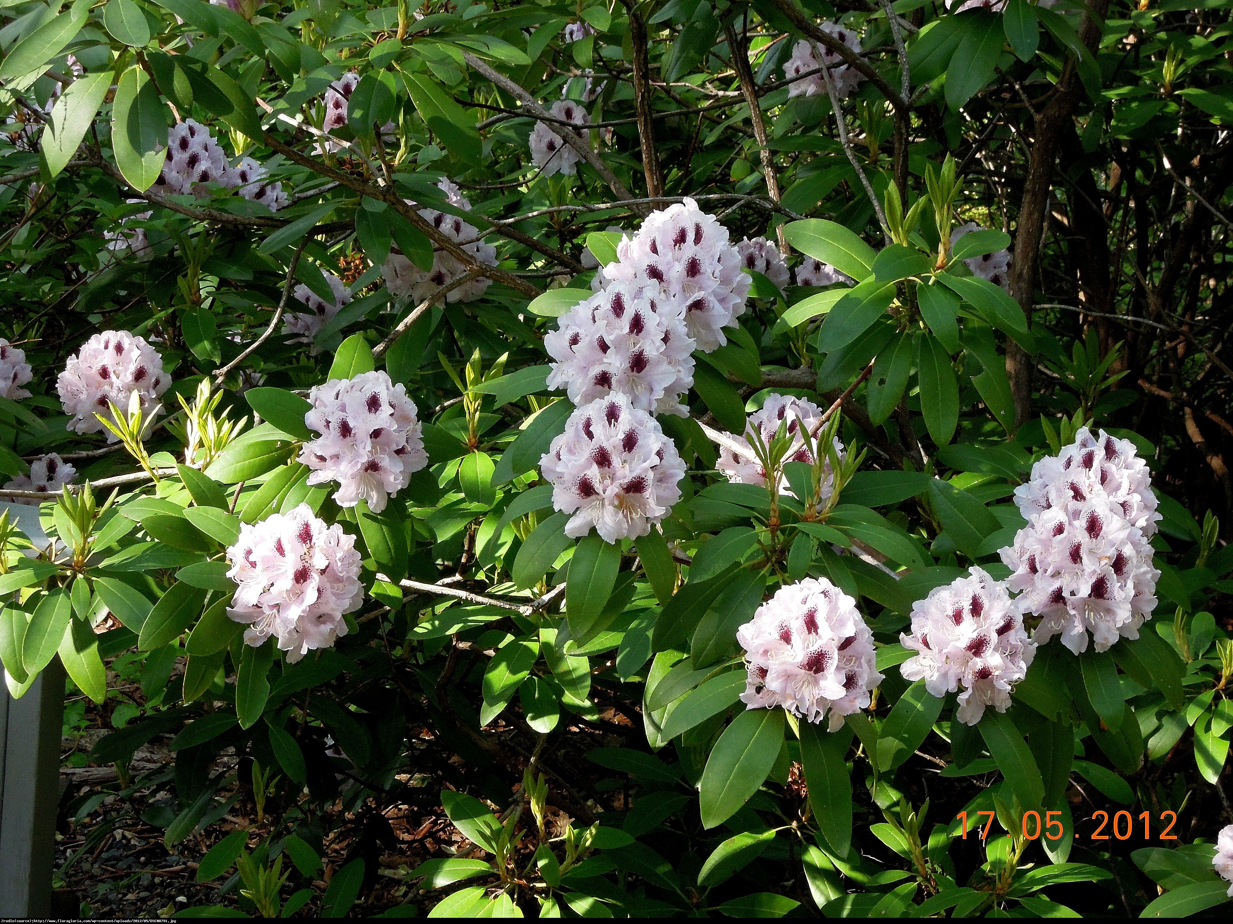 Różanecznik  Calsap  - Rhododendron  Calsap 