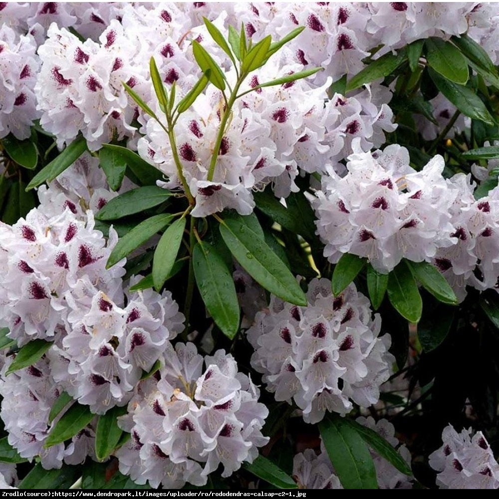 Różanecznik  Calsap  - Rhododendron  Calsap 