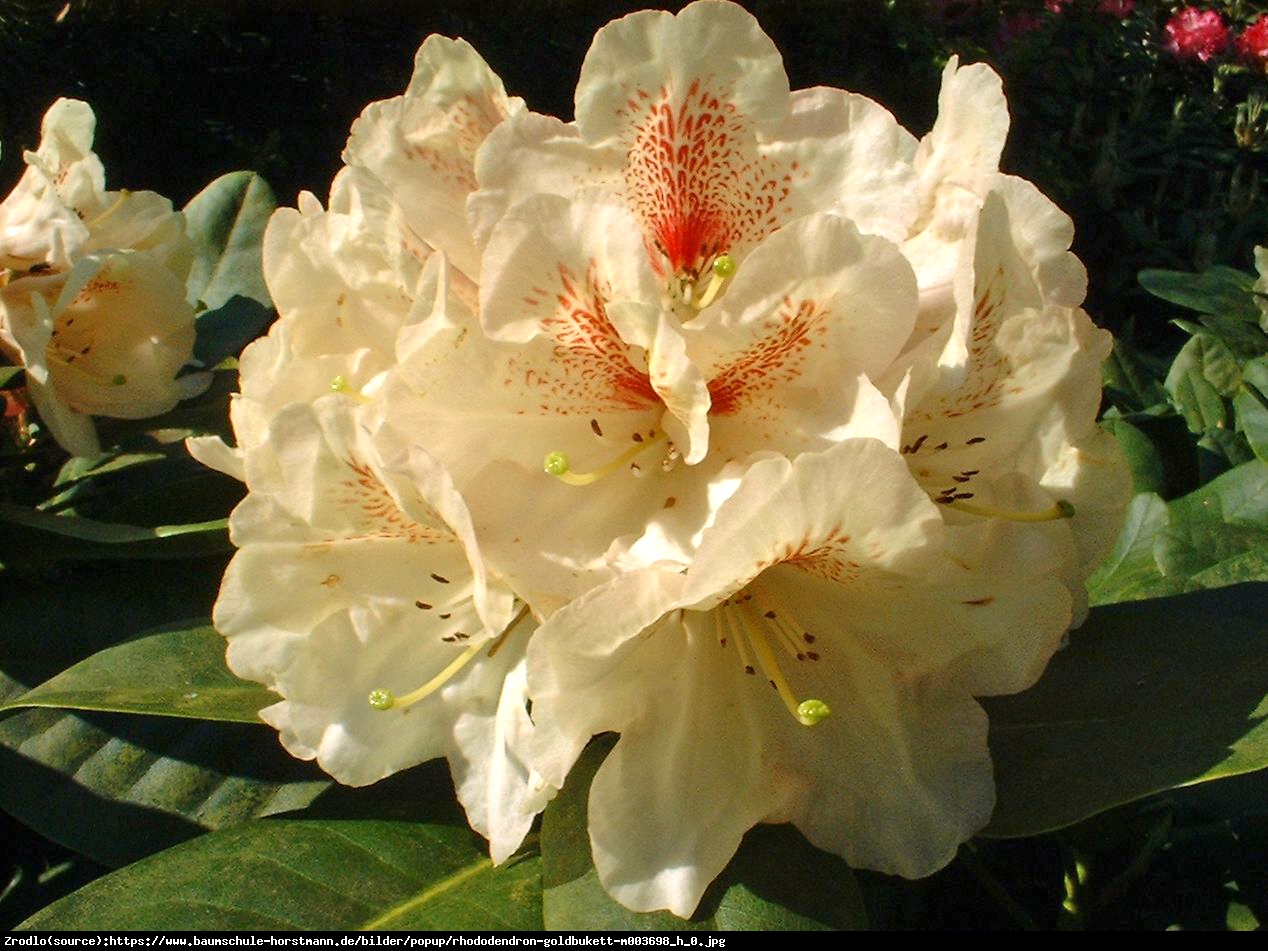 Różanecznik  Goldbukett  - Rhododendron  Goldbukett 