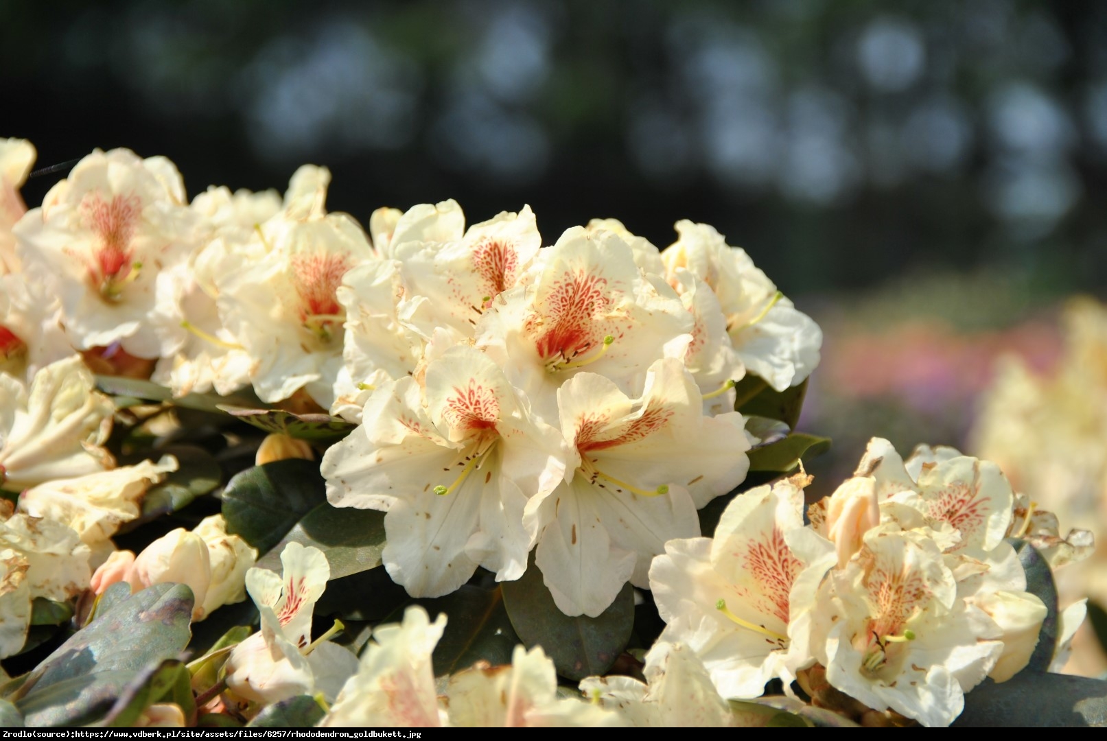 Różanecznik  Goldbukett  - Rhododendron  Goldbukett 