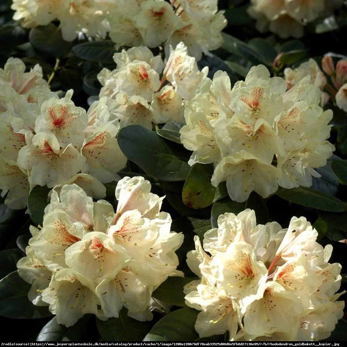 Różanecznik  Goldbukett  - Rhododendron  Goldbukett 