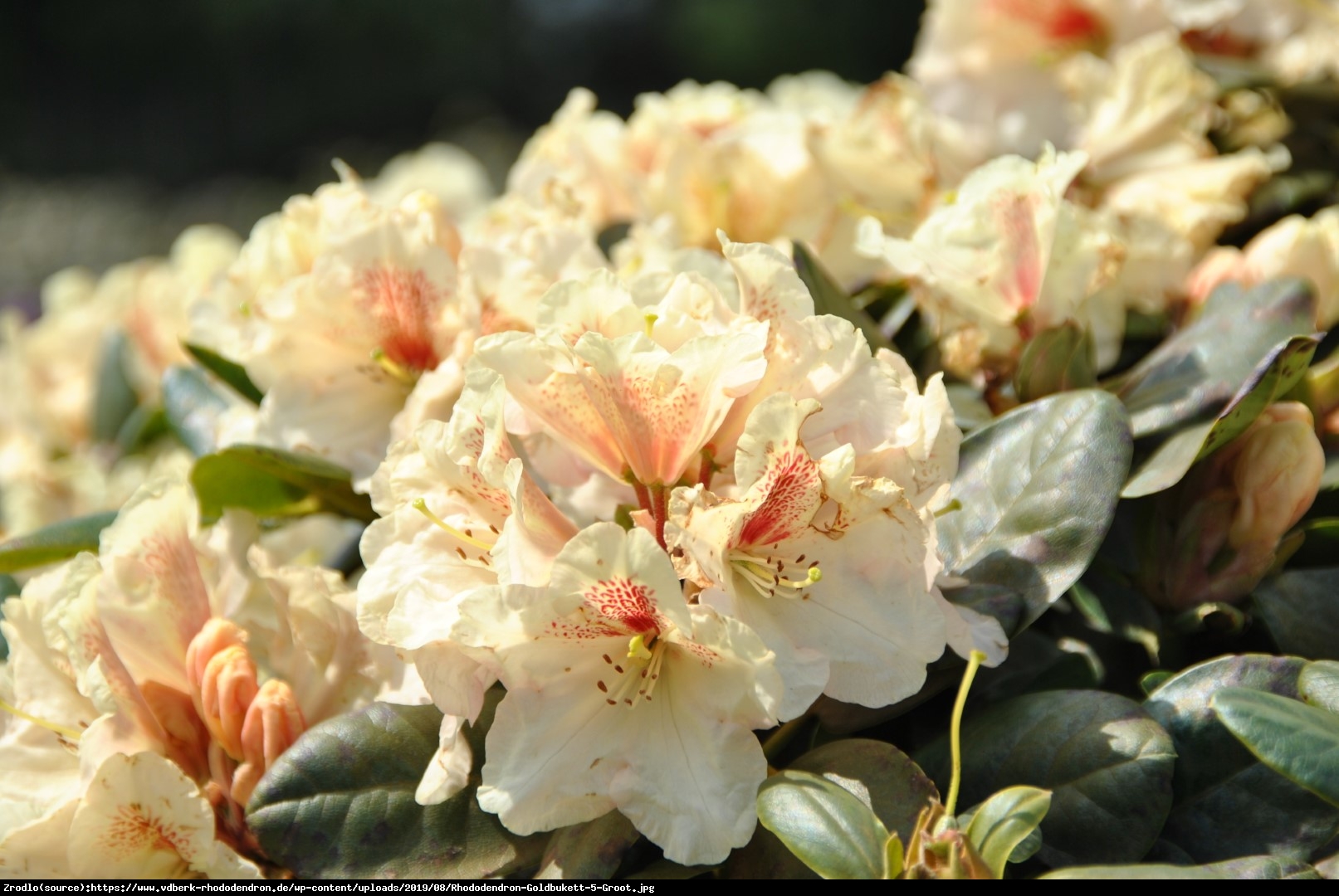 Różanecznik  Goldbukett  - Rhododendron  Goldbukett 