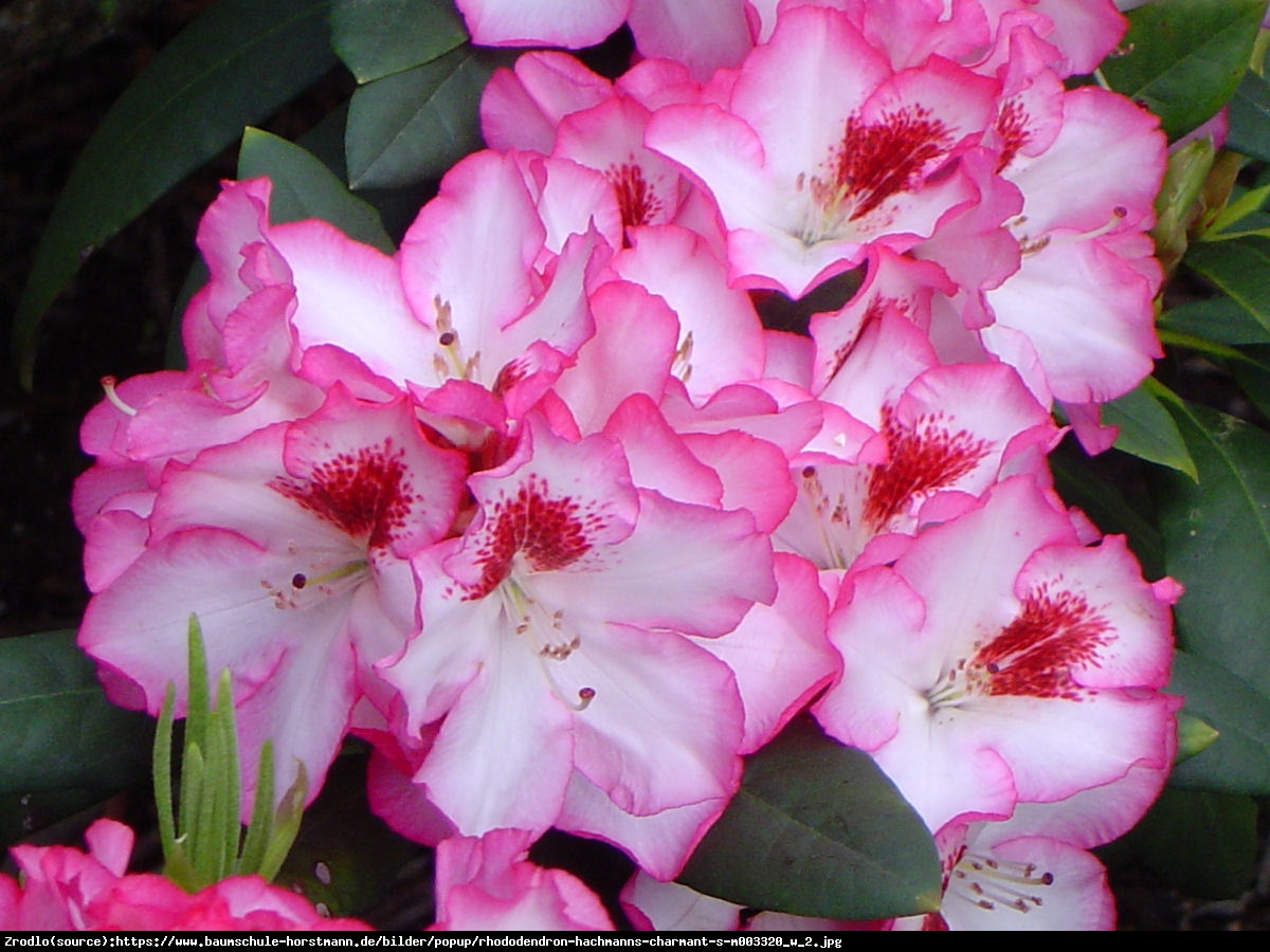 Różanecznik  Hachmanns Charmant  - Rhododendron  Hachmanns Charmant 