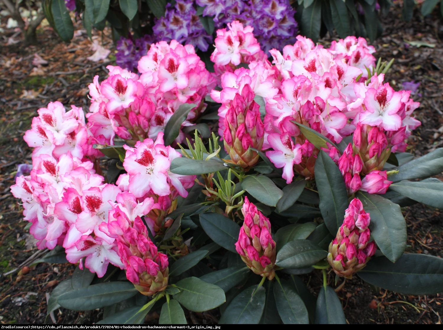Różanecznik  Hachmanns Charmant  - Rhododendron  Hachmanns Charmant 